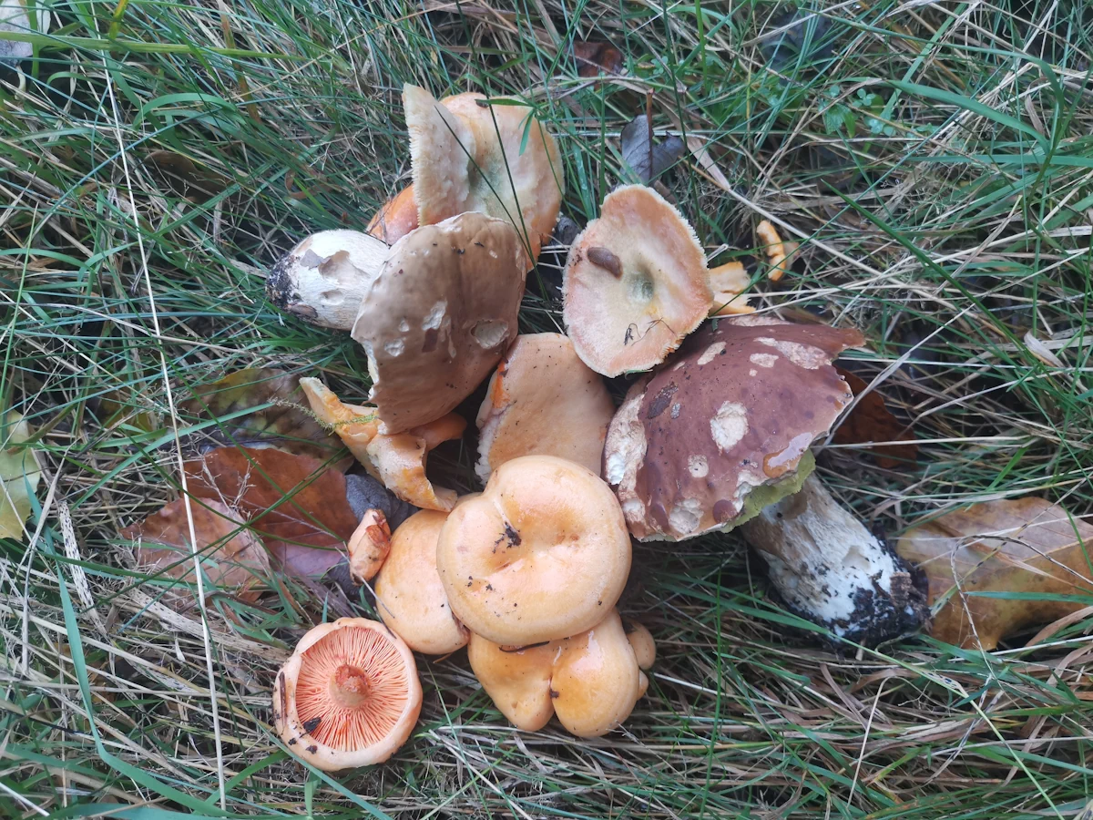 Zwardoń i okolice - raj dla grzybiarzy